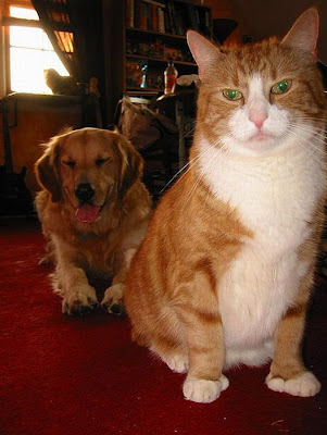 Cat And Dog Photobombing Each Other Seen On  www.coolpicturegallery.us