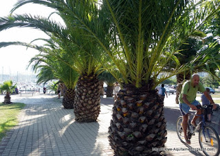 Palm trees in Hendaye