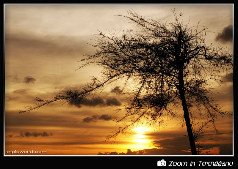 Tree silhouette and sunset picture