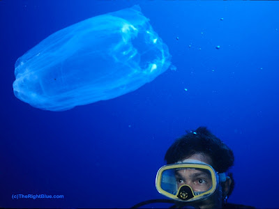 Comb Jelly