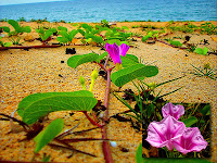 Tapak Kuda (Ipomoea pes-caprae (L.) Sweet) 