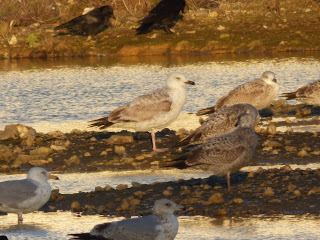 1st winter Caspian Gull