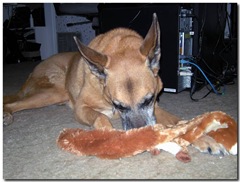 Sandy's Toy
