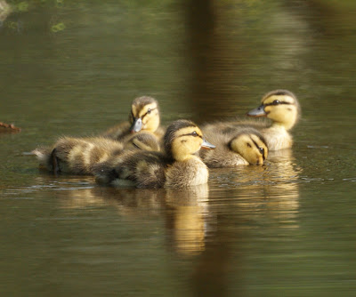 Baby Ducks