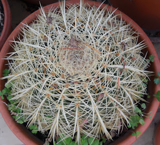 cactus Echinocactus grusonii 