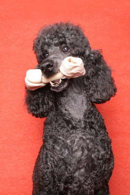 Poodles gigantes