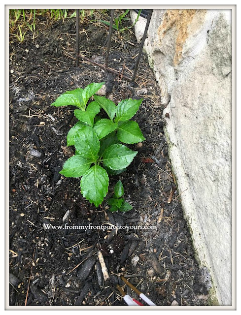 Shooting -Star -Hydrangea-Flower-Bed-Planting-From My Front Porch To Yours