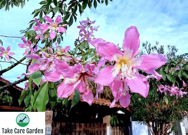 Paineira-rosa (Ceiba speciosa): uma revisão