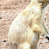 Prairie Dog - Picture Of Prairie Dog