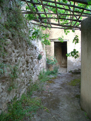 grapevines, calabria, southern italy