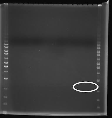 agarose gel