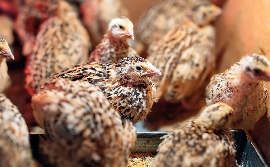 Θανατώνονται 25.000 ορτύκια στη Βουλγαρία λόγω της γρίπης των πτηνών
