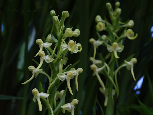 Platanthera japonica