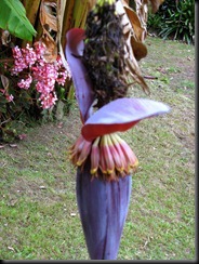 mkmea garden