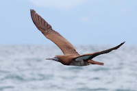 Brown booby juvenile, Gulfo Dulce, Costa Rica - by Benjamint444, Jan. 28, 2011