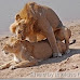 lions mating pic