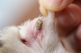 How to know if your dog has fleas ? And what to do ?