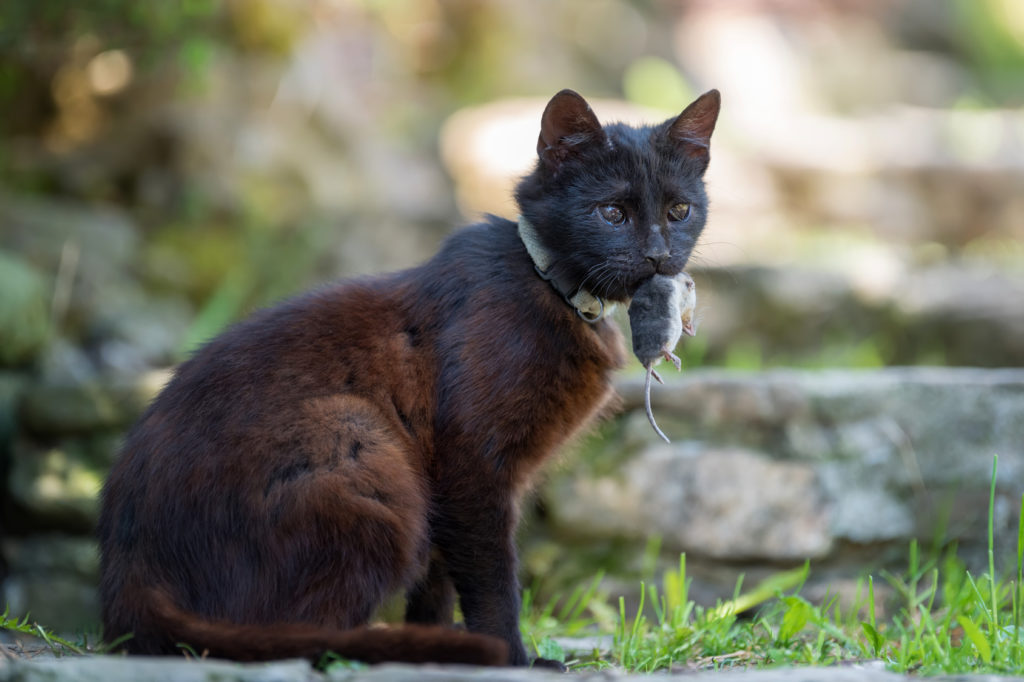 Vídeos Interativos para Gatos