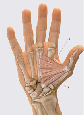 Мышца, приводящая большой палец кисти, m. adductor pollicis и m. flexor pollicisbrevis