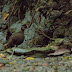 THE FORGOTTEN BIRDS OF SUMATRAN FORESTS: CHESTNUT-THROATED PARTRIDGE (Tropicoperdix charltonii) SUBSPECIES Atjenensis.