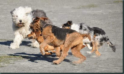 Dusty and her friends
