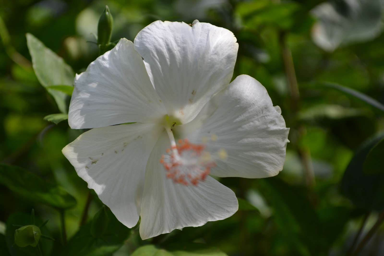 IChing 慧晴: Bunga Di Taman Herba Gopeng