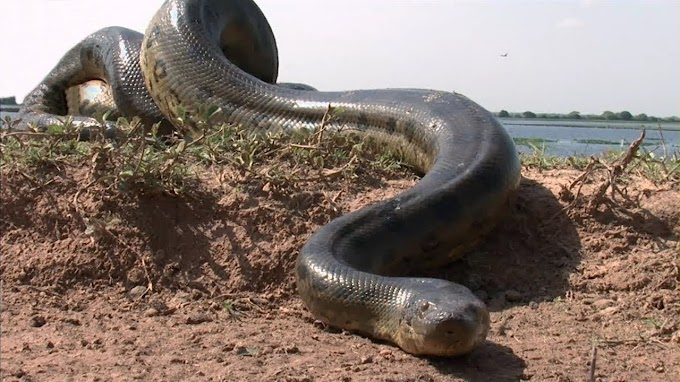 As maiores serpentes vistas em video