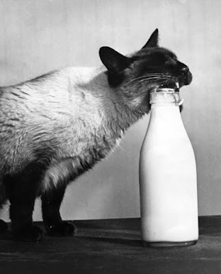 il-gatto-non-beve-il-latte_associazione_mammagatta