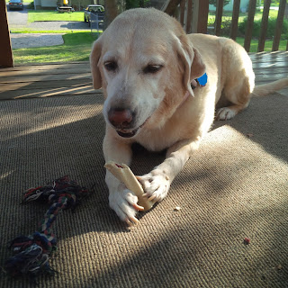 yellow lab