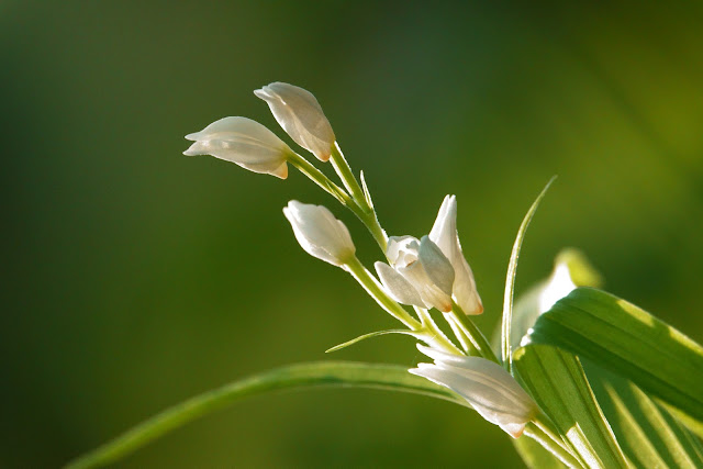 Cephalanthera longibracteata