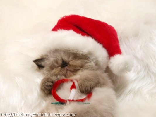 Funny Christmas cat.