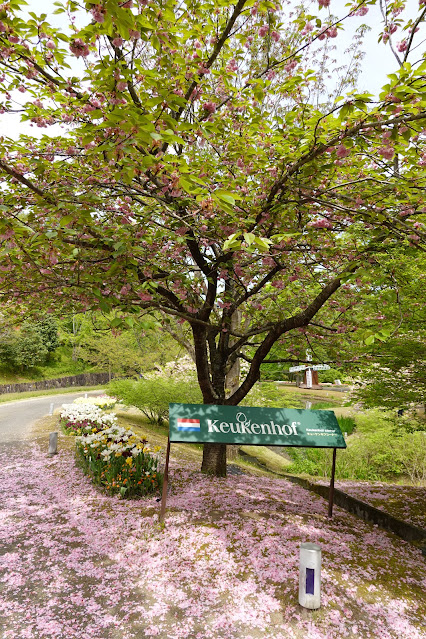 鳥取県西伯郡南部町鶴田 とっとり花回廊 花の谷 八重桜