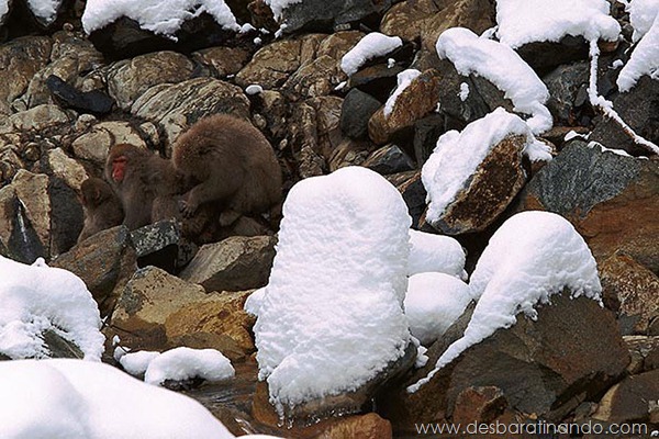 camuflagem-invisivel-animal-camouflage-photography-art-wolfe-desbaratinando (13)