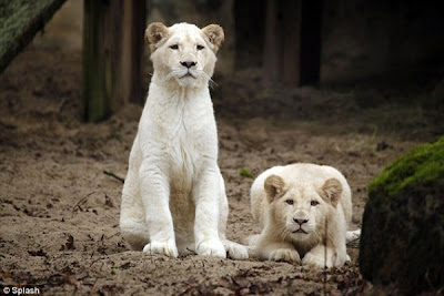 Adorable beautiful White Lions pictures
