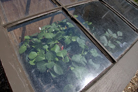 How to harden off plants with a cold frame