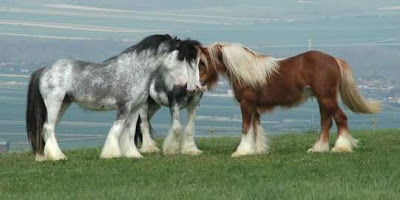 world's beautiful horses