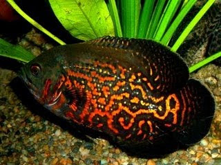 Beauty Oscar Fish