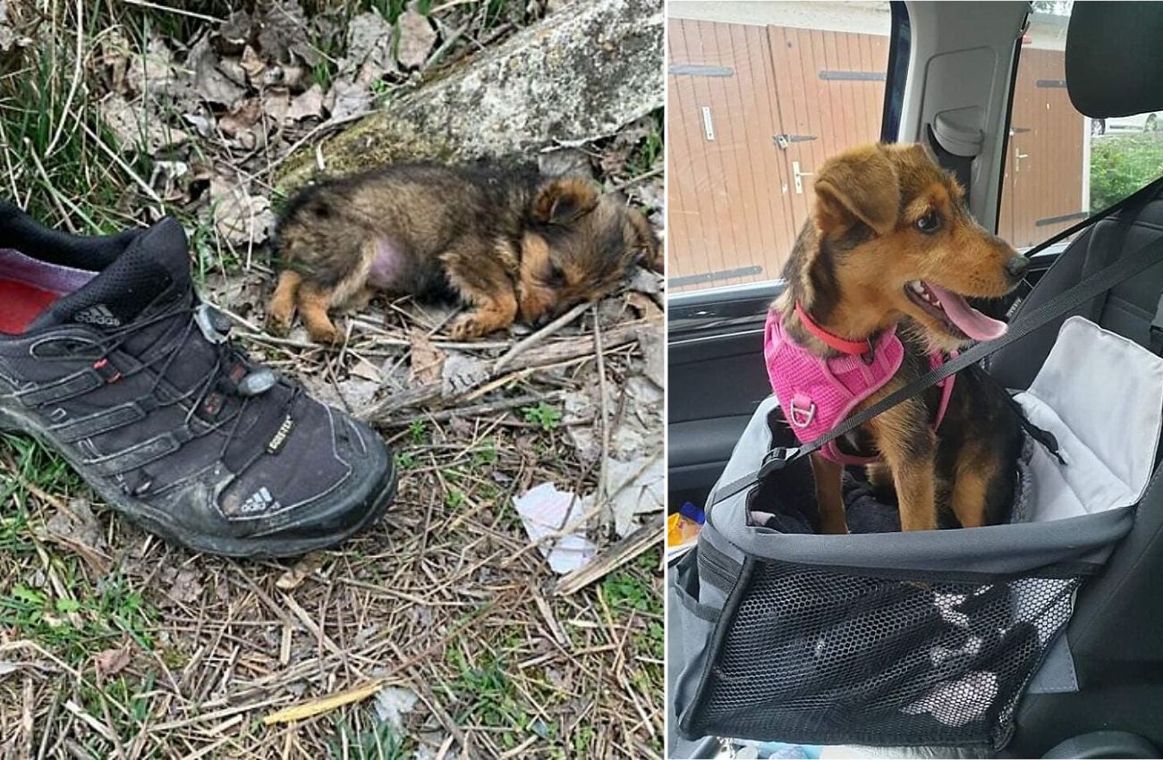 Cão abandonado encontra um sapato velho e o usa para se proteger