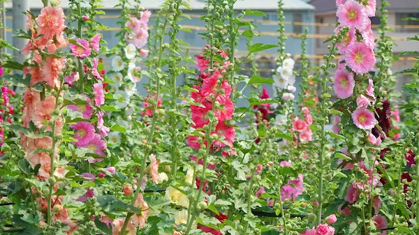 ▲員林市公所歡迎全國各地遊客前來員林欣賞「花中巨人」蜀葵花，漫步在萬紫千紅的蜀葵花海，欣賞顏色繽紛的美麗花朵，感覺幸福又浪漫。 （記者林明佑攝）