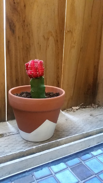 terra cotta, pot, planter, DIY, Moon, cactus