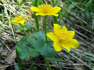 Цветущая Caltha palustris