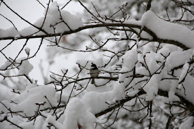 chickadee after a snow storm