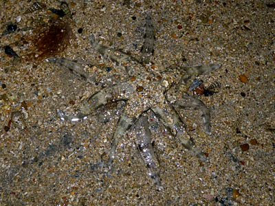 Sand-sifting Sea Stars (Archaster typicus)