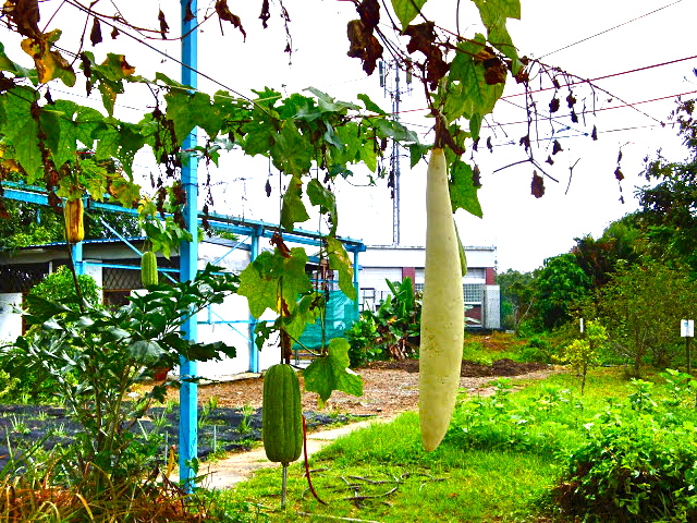 Aero Green Technology Aeroponics Vegetable Farm