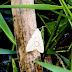 Moth :The Buff Ermine - Spilosoma lutea.sp from Rejang Land Sumatra