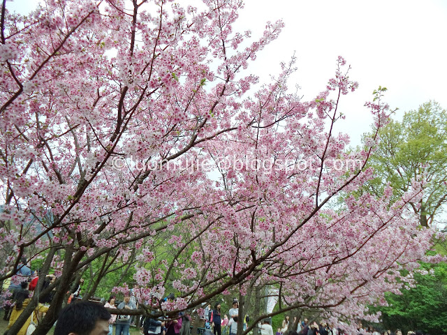 Yangmingshan cherry blossom