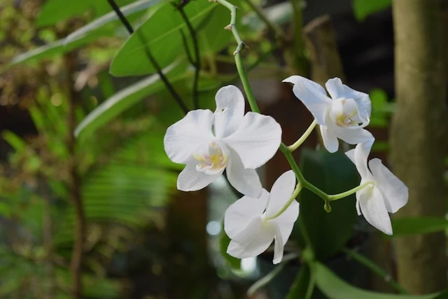 Orquídeas Brancas - Natureza