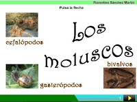 http://cplosangeles.juntaextremadura.net/web/edilim/curso_3/cmedio/animales_invertebrados_3/moluscos/moluscos.html