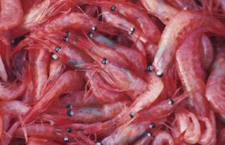 antioxidant qualities of krill oil 