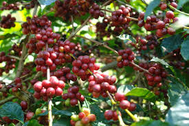 COFFEE FARMING